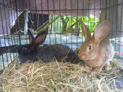 Baby Grande Argente Rabbits