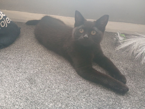 2 black kittens
