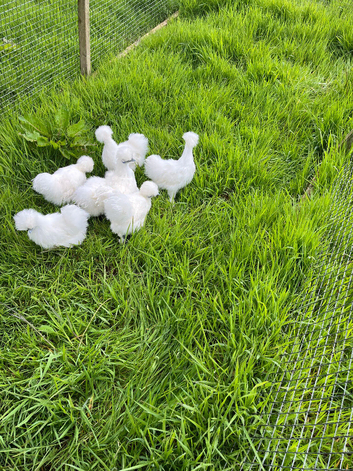 Silkies white