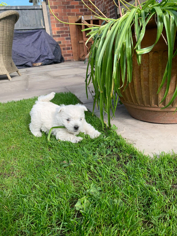 Gorgeous characterful Westie dog pups