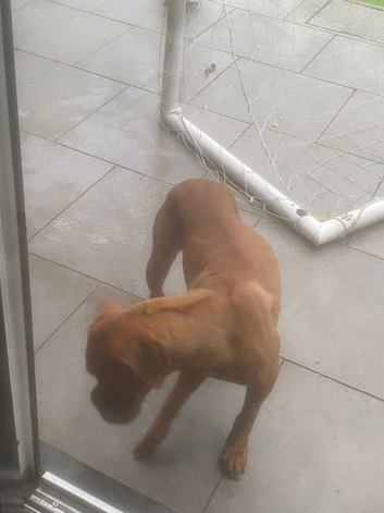 2 year old bitch