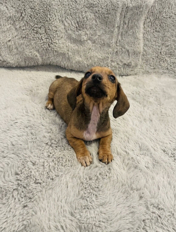 Miniture dachshund