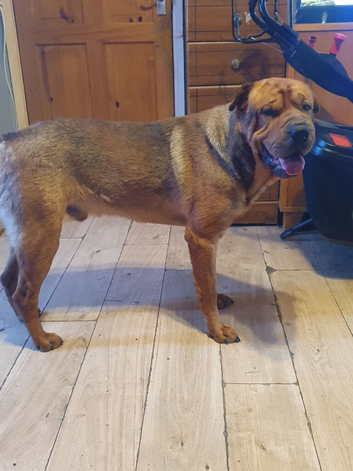 Sharpie / Rottweiler looking for new home