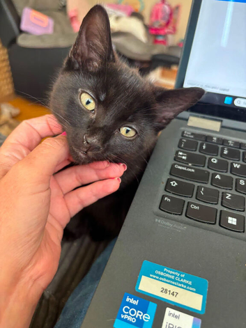 Kittens for sale