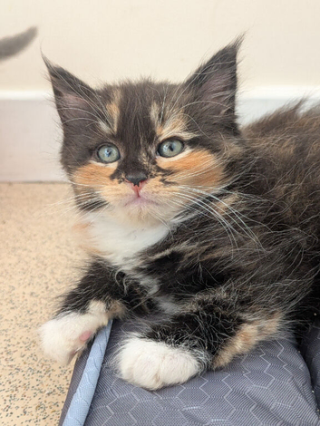 Maincoone cross British longhair