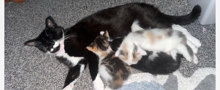 kittens