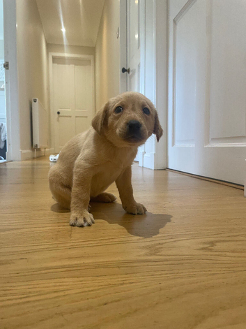 KC Registered Labrador Dog Pups