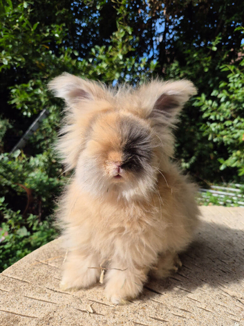 Stunning pedigree angora bunnies- imported parents