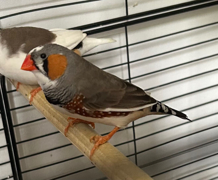 Male Zebra Finch