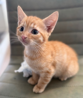 Kittens Ready Now