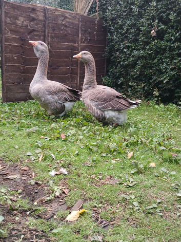 A pair of Toulouse  Geese