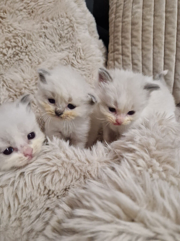 Ragdoll kittens gccf