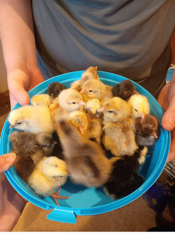 Few day old chicks available