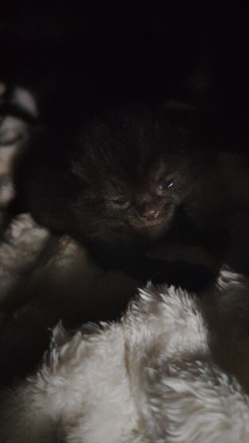 2 week old 3 kittens all boys