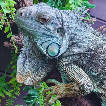 Axanthic Iguana Iguana