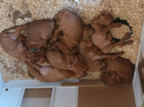 KC Registered Hungarian Vizsla Pups
