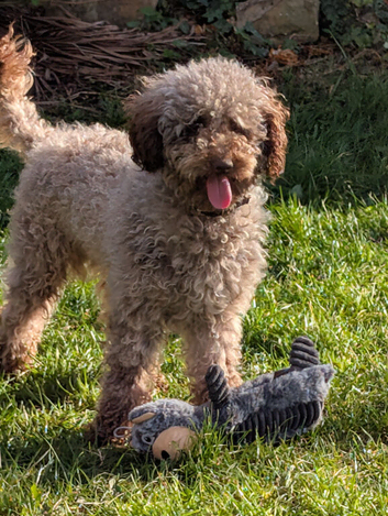 Cockapoo Chocolate  F2 health tested