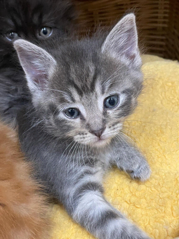 Siberian kittens