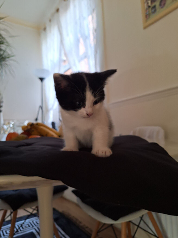 Chubby small playful boy kitten