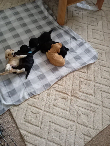 Cockapoo pups for sale
