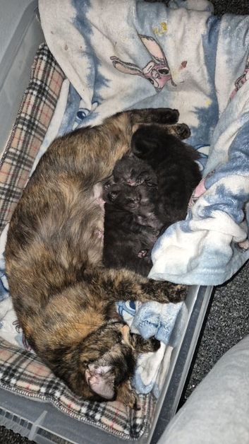 Selling two kittens for &pound;50 each