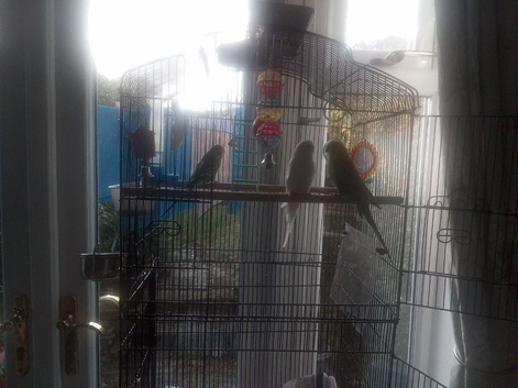2 budgies