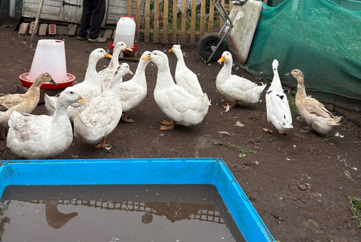 Cherry valley ducks