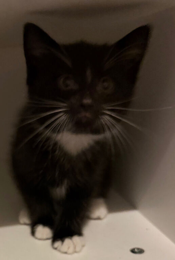 Beautiful kitten