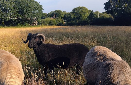2 Shetland x Balwen rams for sale