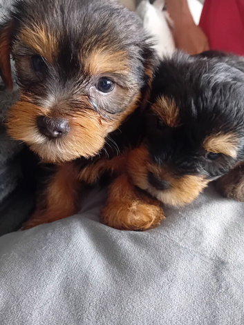 YORKSHIRE TERRIER PUPPIES READY NOW