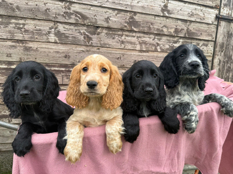 Cocker Spaniel puppies