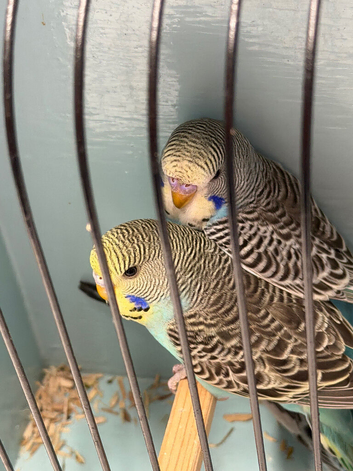 Beautiful colour budgie