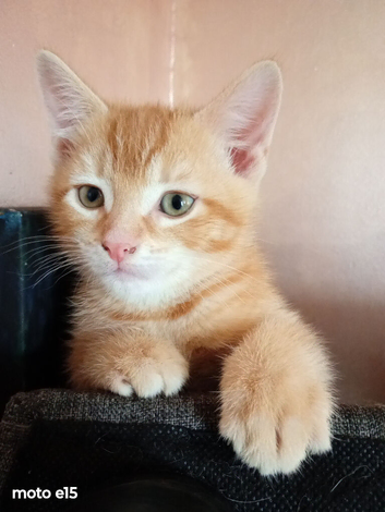Apricot and cream ticked tabby mum is in pics