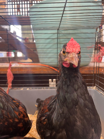Mixed sex Derbyshire Redcap chickens for sale