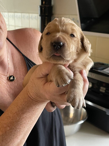 Beautiful Litter of fox red Golden retrievers