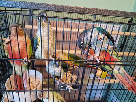 Semi tame conure
