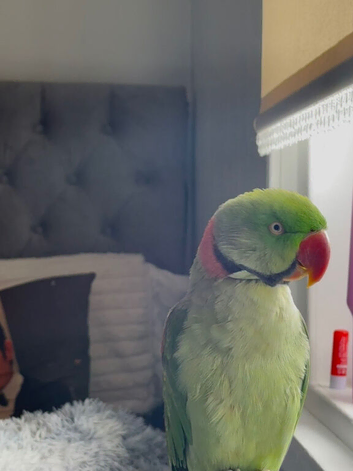 alexandrine