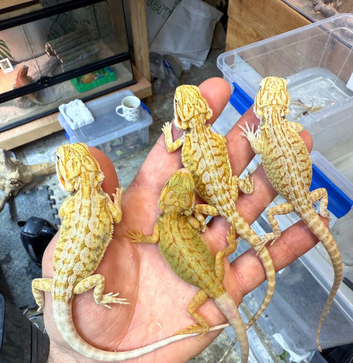 Super Citrus YELLOW US Bloodline