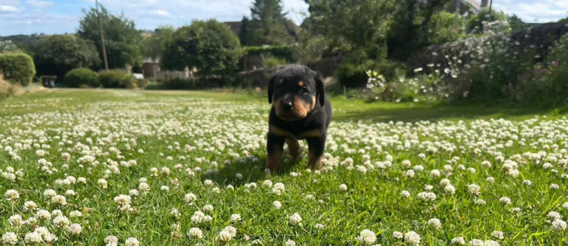 Pure Farm-bred Rottweiler Puppies - AVAILABLE NOW