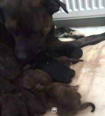 Loving puppies