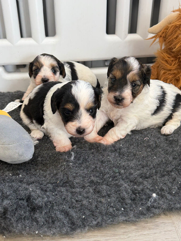 Stunning Health tested f1 jackapoo puppies