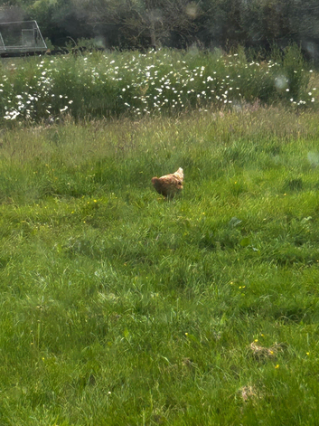4 chickens and chicken runs.