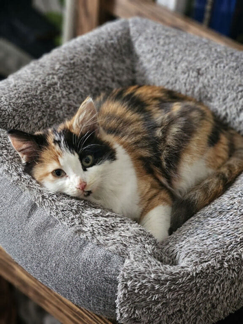 Adorable Fluffy Calico and Ginger Kittens
