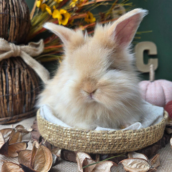 English Angora Babies for Sale