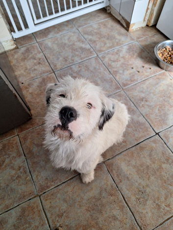 staff x rough haird jack Russell
