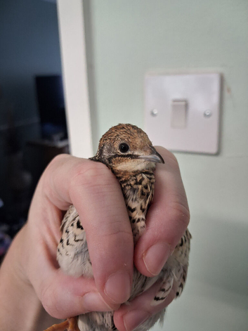 Old Female Chinese Painted Quail