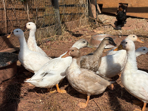 Call ducks for sale