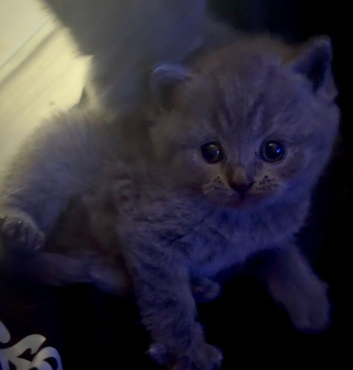 British short hair kittens