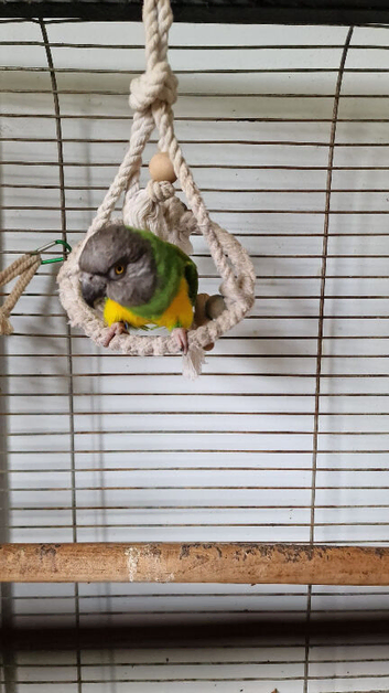 Beautiful Senegal Parrot - Looking for a New Home
