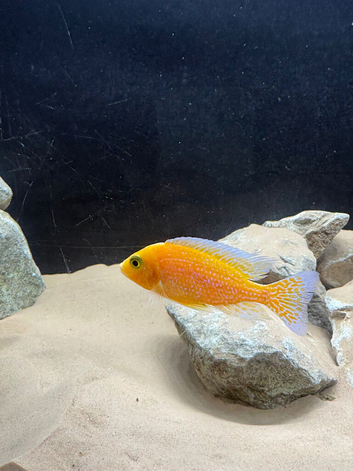 Assorted peacocks/hap for sale